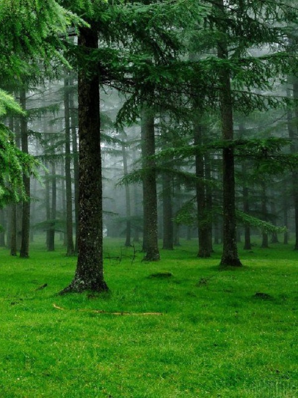 La infinita importancia de los bosques contra el cambio climático