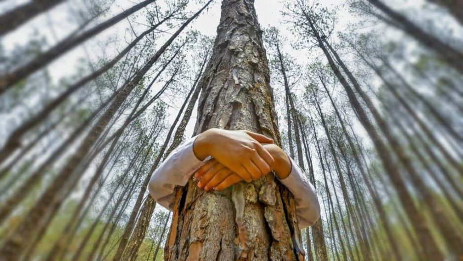 La energía de los árboles -La naturaleza es un combustible para el alma |  COMAFORS