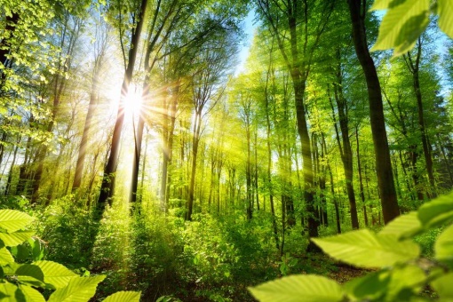 La mejor tecnología para combatir el cambio climático son los bosques