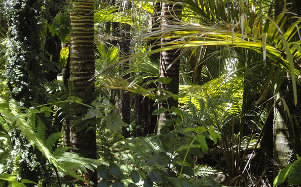 Una nueva especie de árbol fue descubierta en la Amazonía ecuatoriana