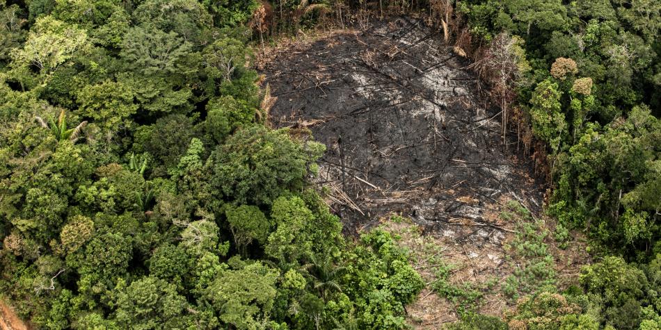 El proyecto científico que busca combatir la tala ilegal en el mundo