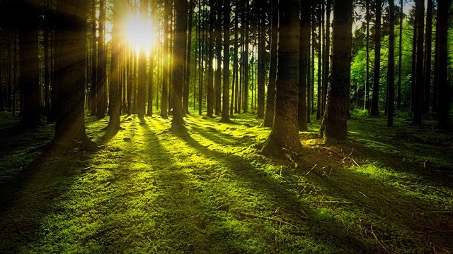 Plantar un billón de árboles, la mejor manera de combatir el cambio climático