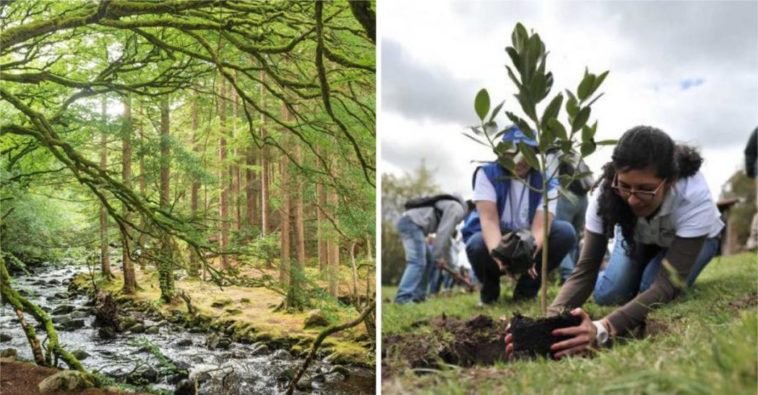 Irlanda plantará 440 millones de árboles para 2040 con el fin de combatir el cambio climático