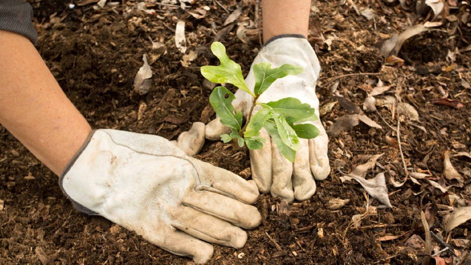 Plantar un árbol: una acción concreta para combatir el cambio climático