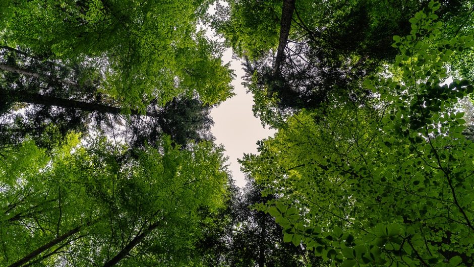 Los bosques, de sumidero a fuente de CO2 en unas décadas
